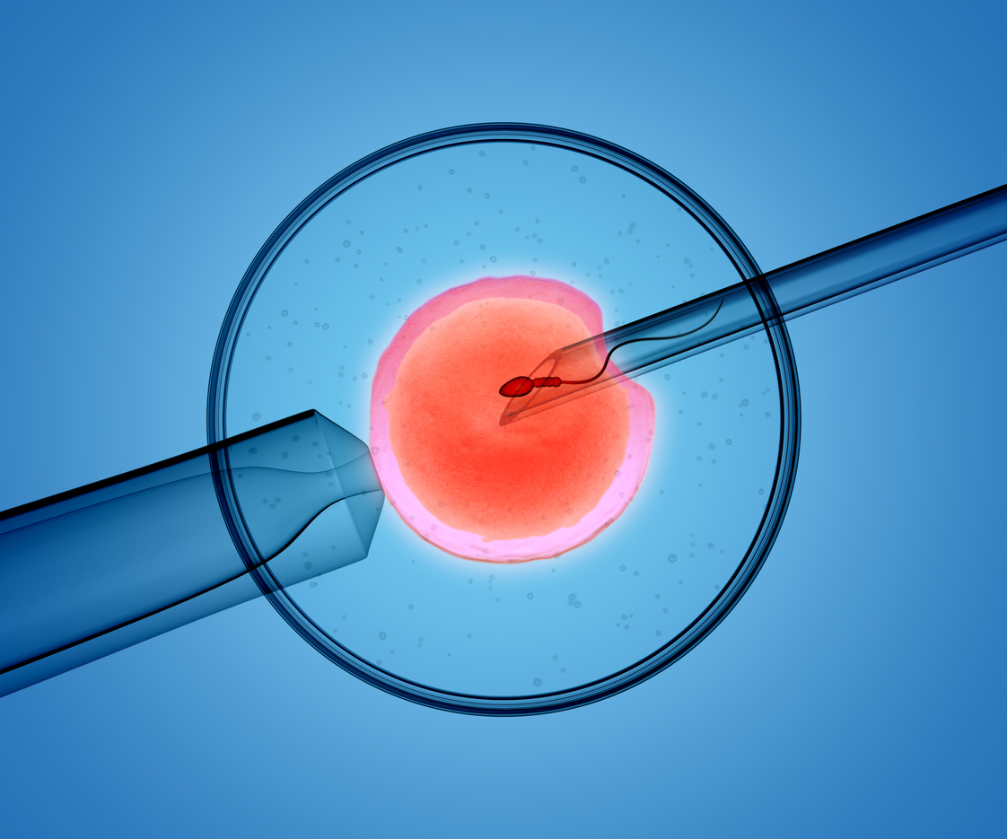 IVF Embryo Development: Your Day by Day Guide | Adora Fertility